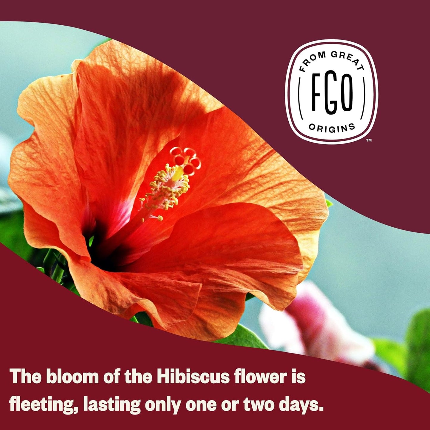 FGO Organic Hibiscus Tea, 100 Count, Eco-Conscious Tea Bags, Caffeine Free, Packaging May Vary (Pack of 1)