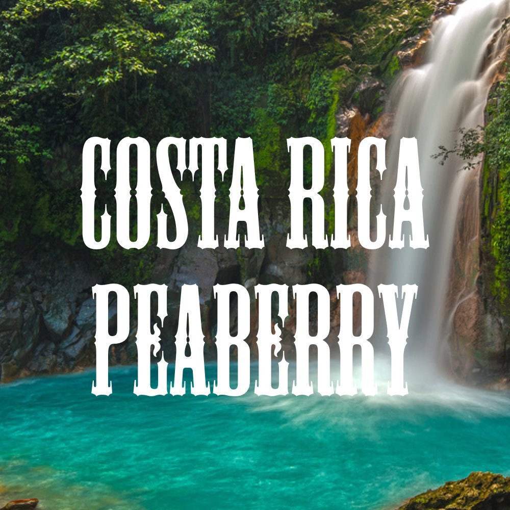 Costa Rica Peaberry Coffee, Whole Bean, Medium Roast, Fresh Roasted, 16-ounce